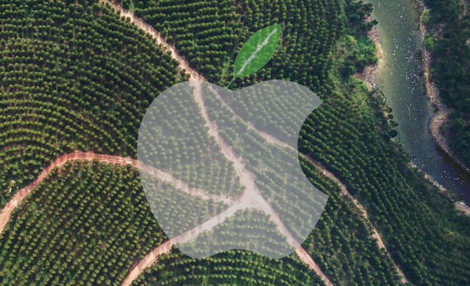Forest in Guangxi Province, with Apple's Green logo