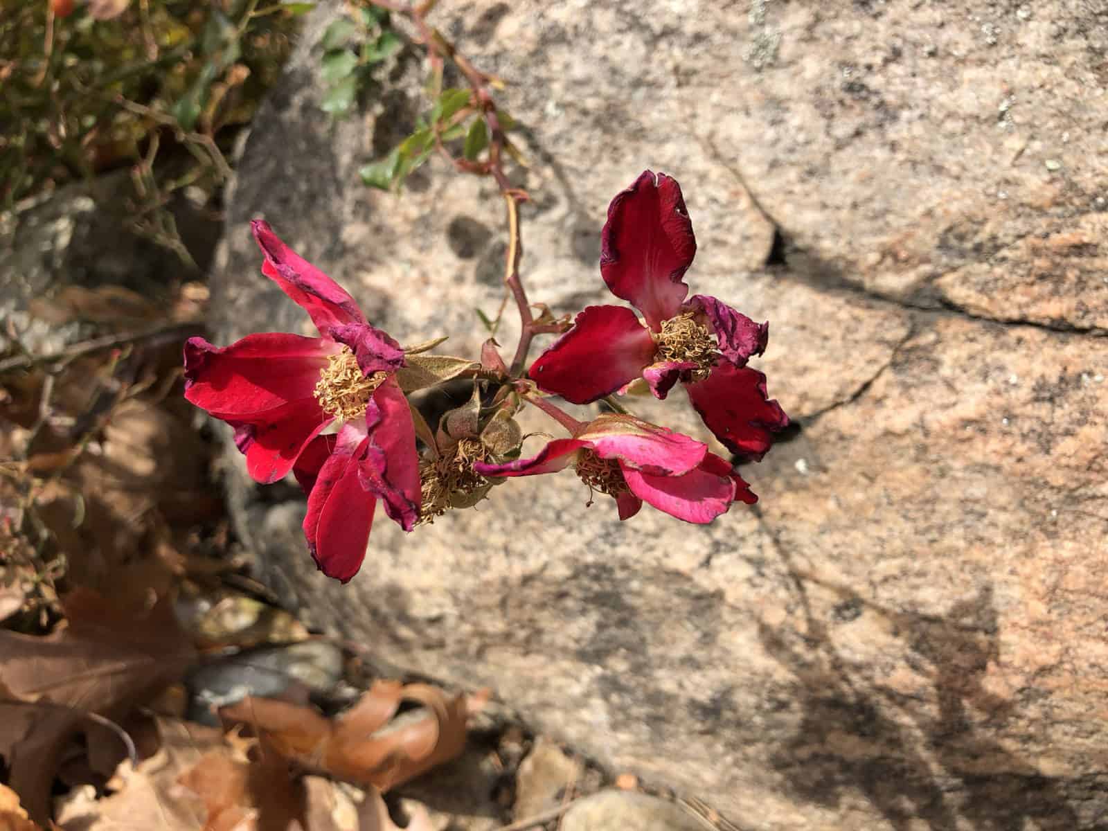 iPhone X flower photo outdoors