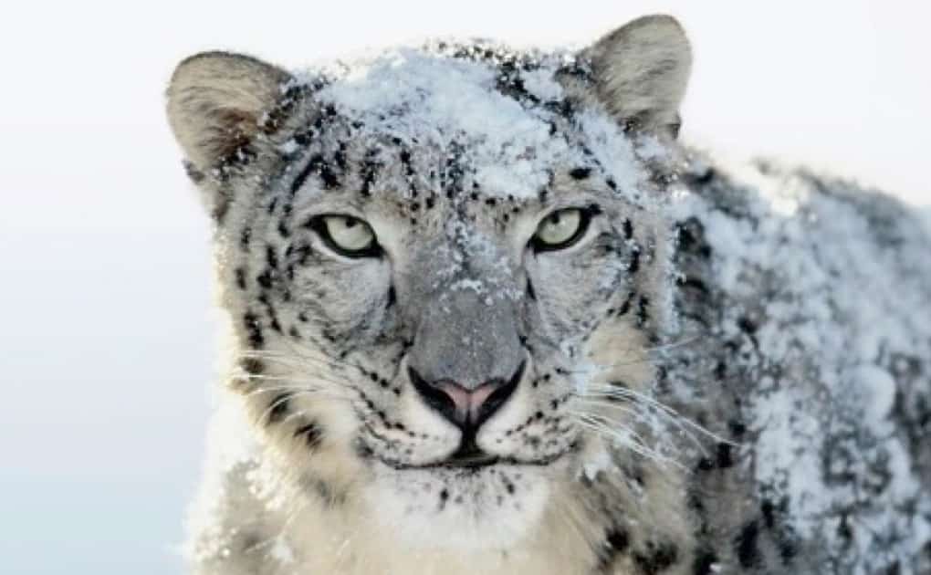 Mac OS X Snow Leopard