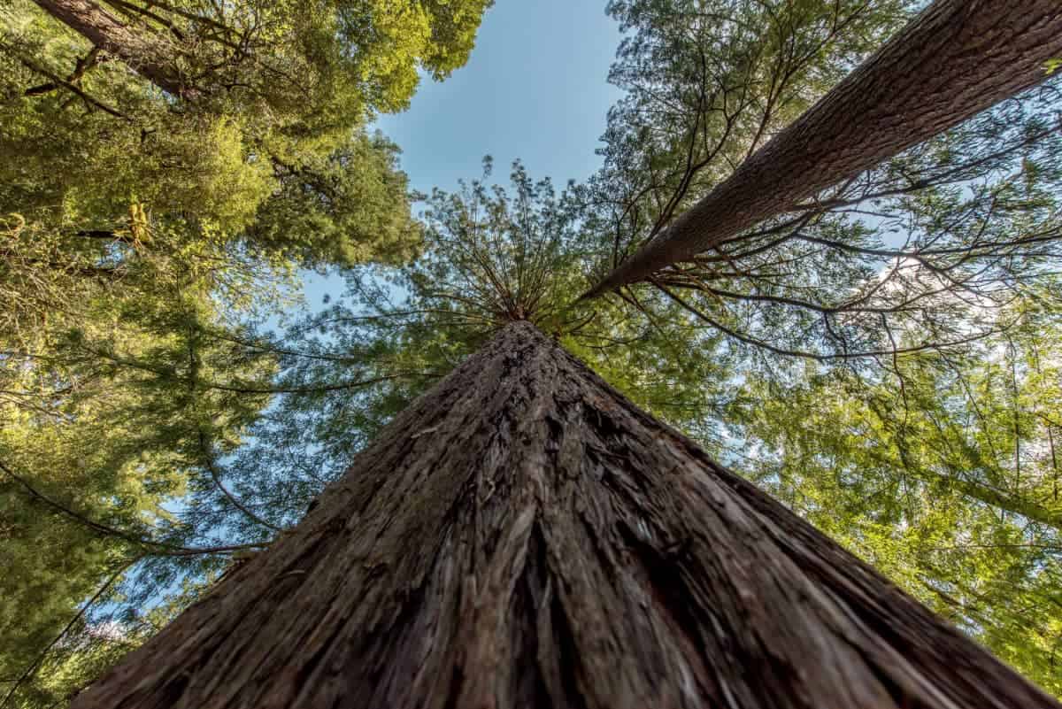 Redwood tree in Redwood National Park