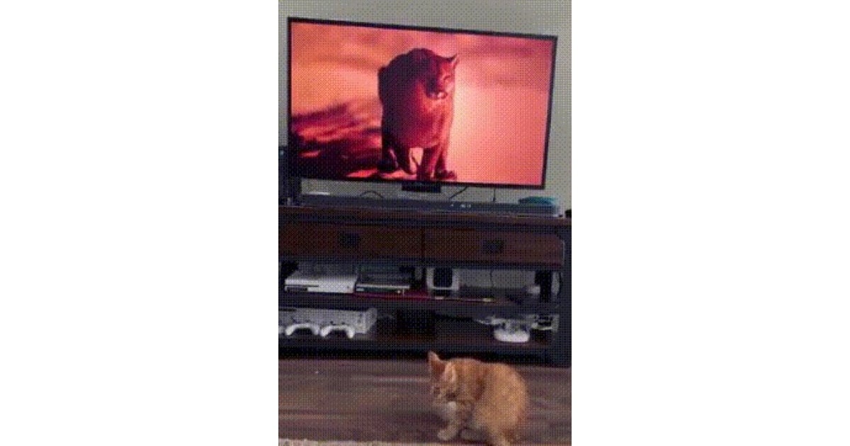 A New Way to Play With Your Cat: 4KTV
