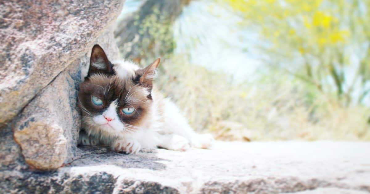 Grumpy Cat: Viral Sensation Dies at Age 7