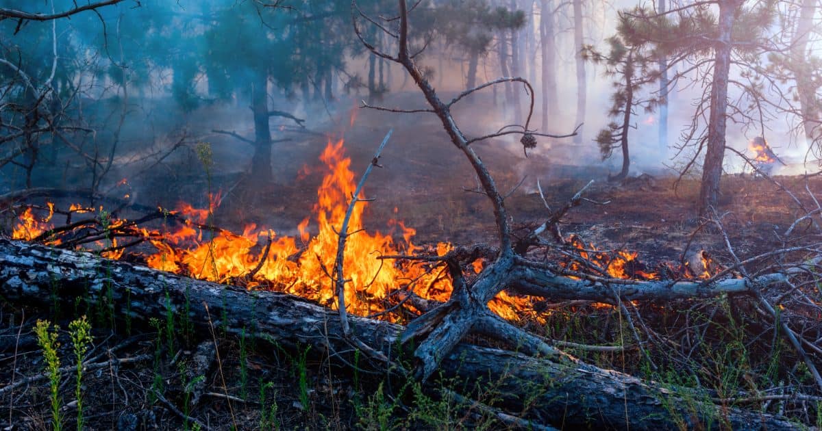 This Real-Time Map Shows You the Amazon Forest Fires