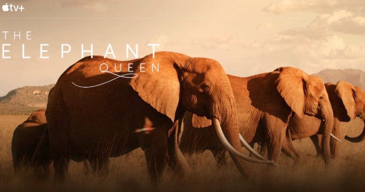 Apple TV+ The Elephant Queen.