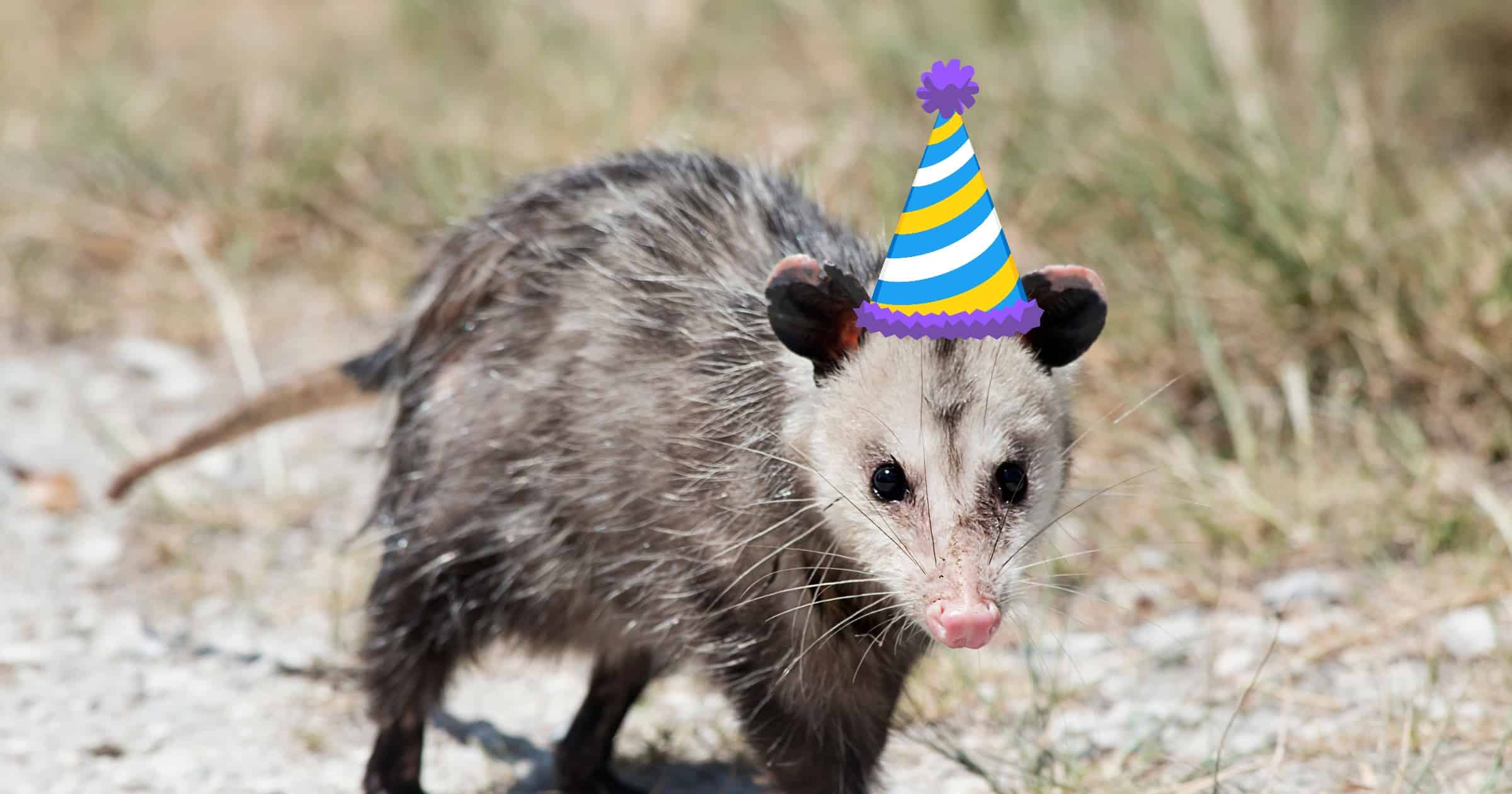 Opossum wearing party hat