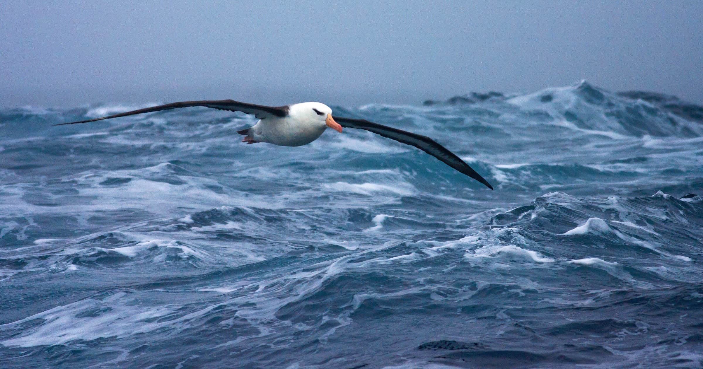 Albatross flying over the ocean