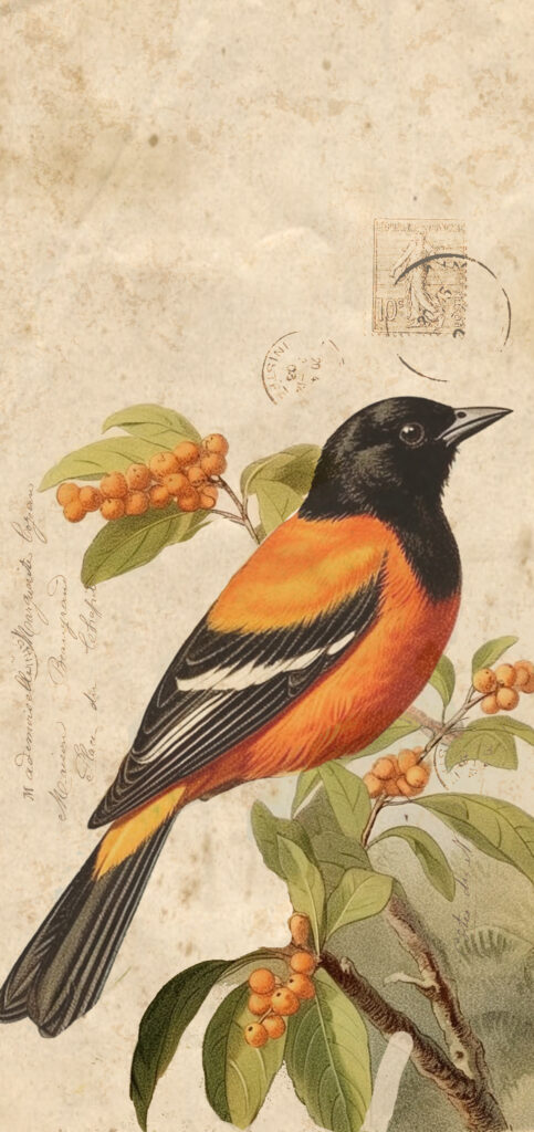 Baltimore Oriole Vignette Wallpaper