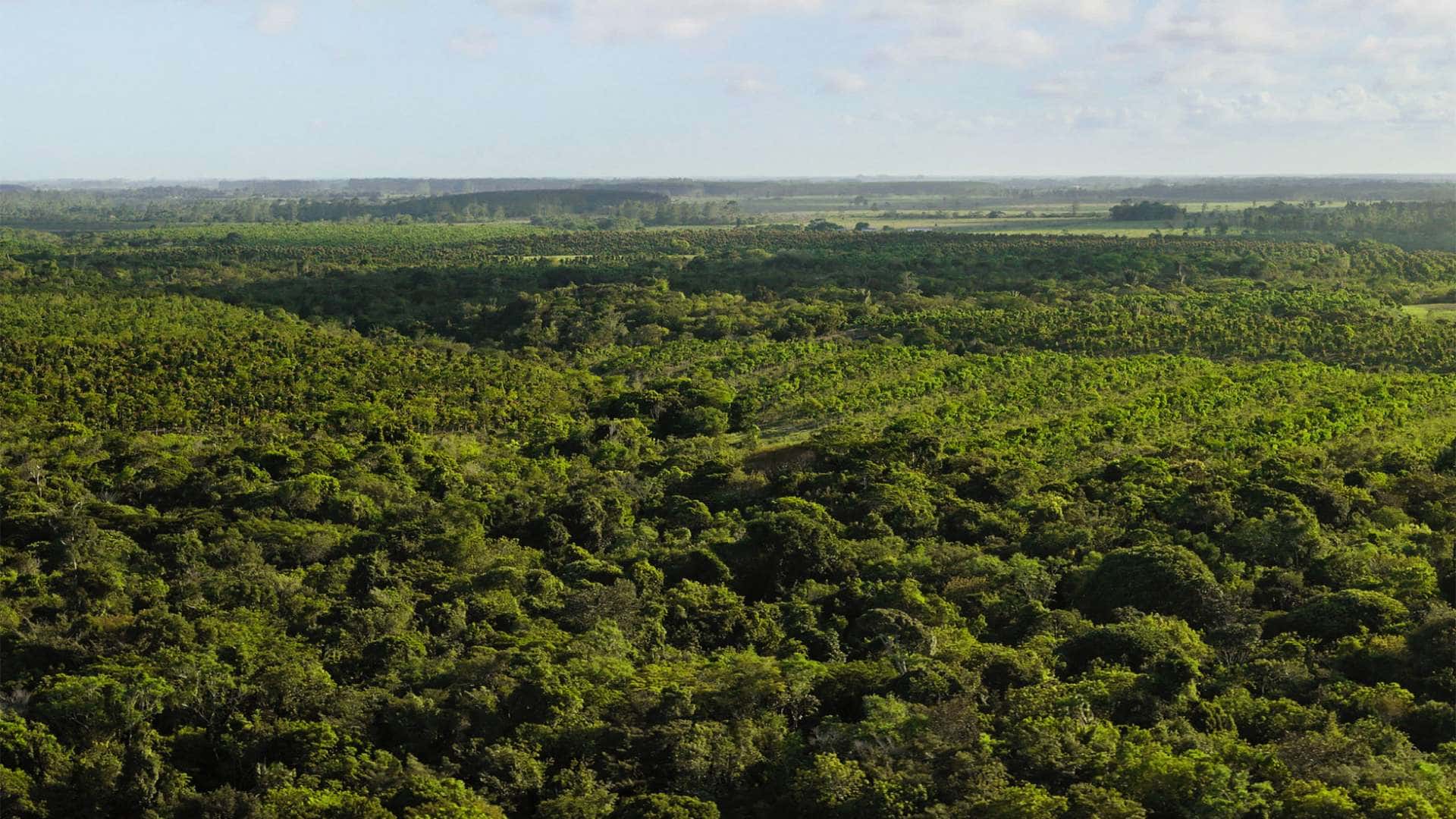 Apple’s Restore Fund Invests in US Forests to Fight Climate Change