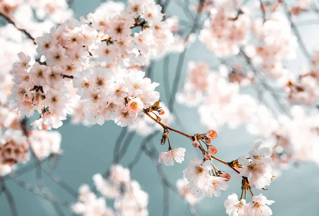 macOS Tahoe Wallpapers-White Flowers in Bloom