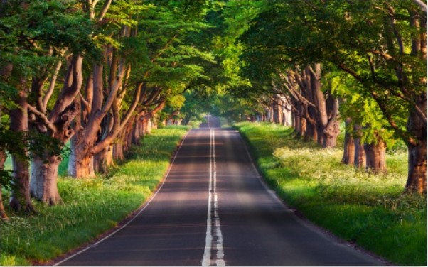 ios 26 ipad road through forest wallpaper