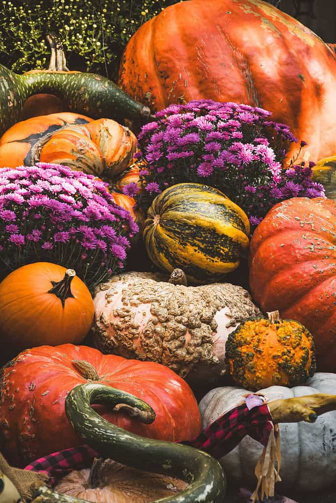 Bold pumpkins and autumn flowers