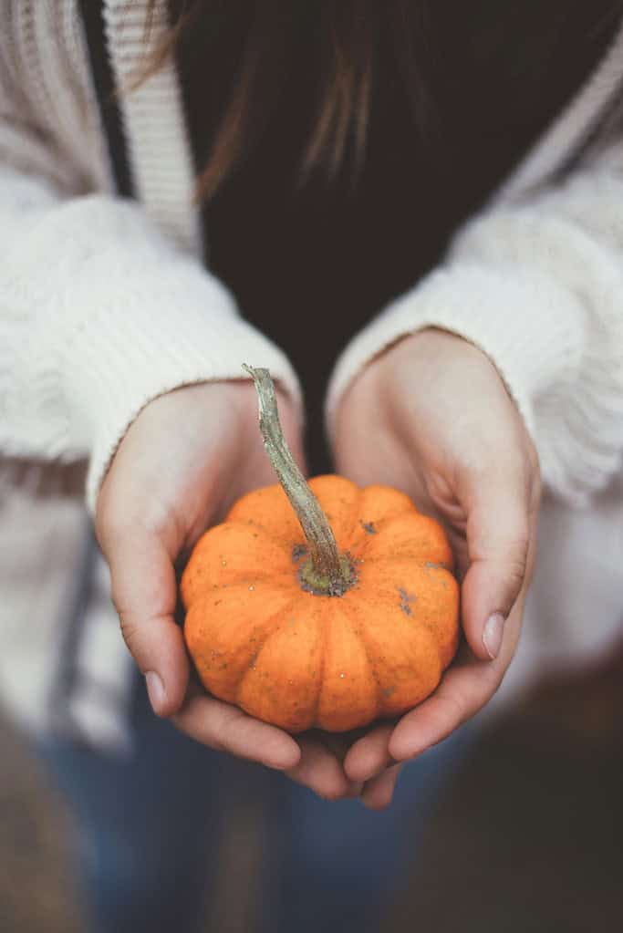 Cozy pumpkin in your hands