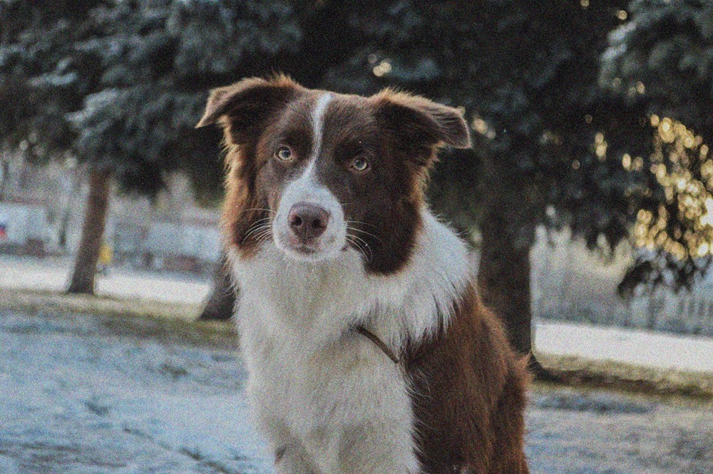 Noisy photo
